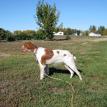 Haugen Ranch Kenenls Minot North Dakota Brittany Pups