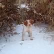Haugen Ranch Kennels Kennels Minot, ND Hunting Pups