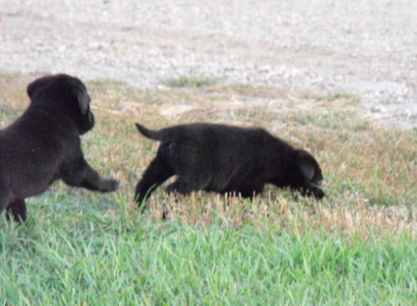 Haugen Ranch Kennels Minot, ND Pointing Labs Dog Kenneling