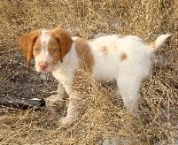 Brittany Spaniel, Haugen Ranch Kennels, Dog Breeders North Dakota