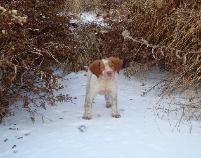 Brittany Spaniel, Haugen Ranch Kennels, Dog Breeders North Dakota