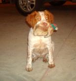 Brittany Spaniel, Haugen Ranch Kennels, Dog Breeders North Dakota