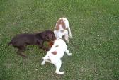 German Shorthair and Brittany Dogs