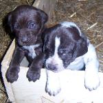Dog Breeders North Dakota, Haugen Ranch Kennels, Dog Boarding Minot, North Dakota, Pet Boarding Minot, North Dakota, Brittany Spaniels