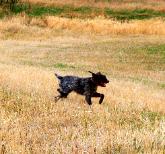 Dog Breeders North Dakota, Haugen Ranch Kennels, Dog Boarding Minot, North Dakota, Pet Boarding Minot, North Dakota, Brittany Spaniels