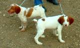 Dog Breeders North Dakota, Haugen Ranch Kennels, Dog Boarding Minot, North Dakota, Pet Boarding Minot, North Dakota, Brittany Spaniels