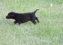 Dog Breeders North Dakota, Haugen Ranch Kennels, Dog Boarding Minot, North Dakota, Pet Boarding Minot, North Dakota, Brittany Spaniels