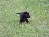 Dog Breeders North Dakota, Haugen Ranch Kennels, Dog Boarding Minot, North Dakota, Pet Boarding Minot, North Dakota, Brittany Spaniels