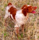 Dog Breeders North Dakota, Haugen Ranch Kennels, Dog Boarding Minot, North Dakota, Pet Boarding Minot, North Dakota, Brittany Spaniels