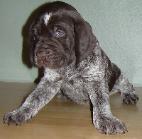 Dog Breeders North Dakota, Haugen Ranch Kennels, Dog Boarding Minot, North Dakota, Pet Boarding Minot, North Dakota, Brittany Spaniels