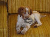 Brittany Spaniel, Haugen Ranch Kennels, Dog Breeders North Dakota