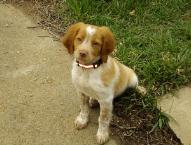 Brittany Spaniel, Haugen Ranch Kennels, Dog Breeders North Dakota