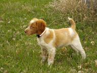 Brittany Spaniel, Haugen Ranch Kennels, Dog Breeders North Dakota