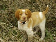 Brittany Spaniel, Haugen Ranch Kennels, Dog Breeders North Dakota