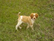 Brittany Spaniel, Haugen Ranch Kennels, Dog Breeders North Dakota