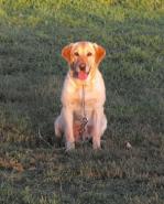 Dog Breeders North Dakota, Haugen Ranch Kennels, Dog Boarding Minot, North Dakota, Pet Boarding Minot, North Dakota, Brittany Spaniels