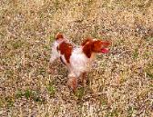 Finished Brittany Gun Dog