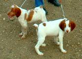 American Brittany Dogs