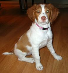 Brittany Spaniel, Haugen Ranch Kennels, Dog Breeders North Dakota