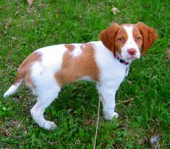 Brittany Spaniel, Haugen Ranch Kennels, Dog Breeders North Dakota