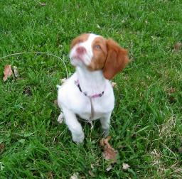 Brittany Spaniel, Haugen Ranch Kennels, Dog Breeders North Dakota