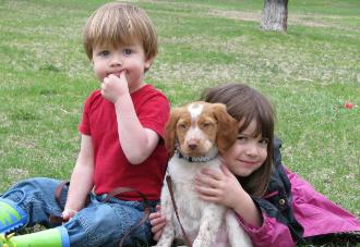 Brittany Spaniel, Haugen Ranch Kennels, Dog Breeders North Dakota