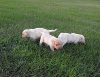 Dog Breeders North Dakota, Haugen Ranch Kennels, Dog Boarding Minot, North Dakota, Pet Boarding Minot, North Dakota, Brittany Spaniels
