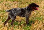 German Wirehair Pointer