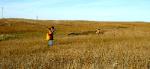 Dog Breeders North Dakota, Haugen Ranch Kennels, Dog Boarding Minot, North Dakota, Pet Boarding Minot, North Dakota, Brittany Spaniels